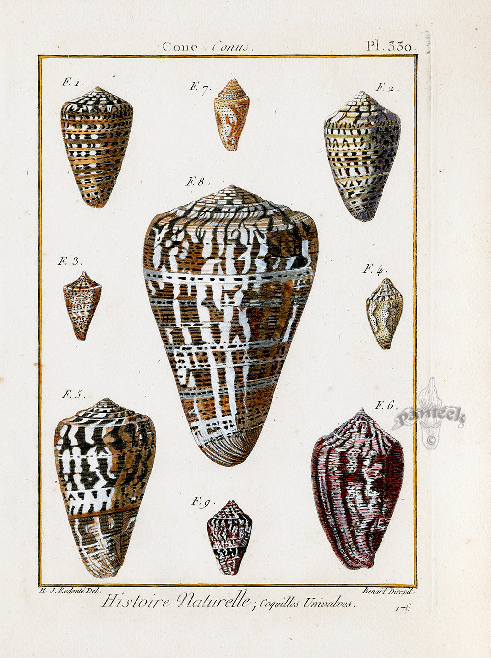 Lamarck Antique Monastic Cone Shells 1782