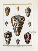 Lamarck Antique Monastic Cone Shells 1782 - Panteek Antique Prints