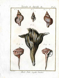 Lamarck Antique Murex Shells 1782 - Panteek Antique Prints