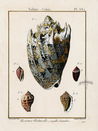 Lamarck Antique Music Volute Shells 1782 - Panteek Antique Prints