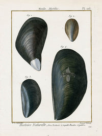 Lamarck Antique Mussel Shells 1782 - Panteek Antique Prints