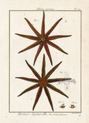 Lamarck Antique Nine-armed Starfish 1782 - Panteek Antique Prints