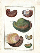 Lamarck Antique Oysters Shells 1782 - Panteek Antique Prints