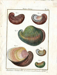 Lamarck Antique Oysters Shells 1782 - Panteek Antique Prints