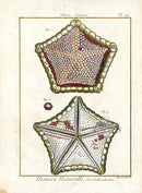 Lamarck Antique Pentagon Starfish 1782 - Panteek Antique Prints