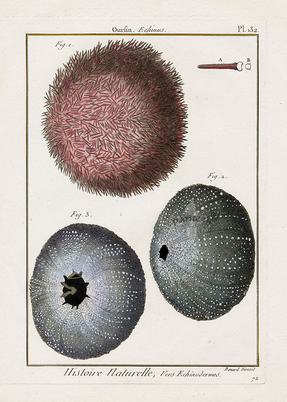 Lamarck Antique Pink Sea Urchin 1782