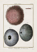 Lamarck Antique Pink Sea Urchin 1782 - Panteek Antique Prints