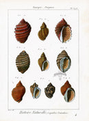 Lamarck Antique Purpura Shells 1782 - Panteek Antique Prints