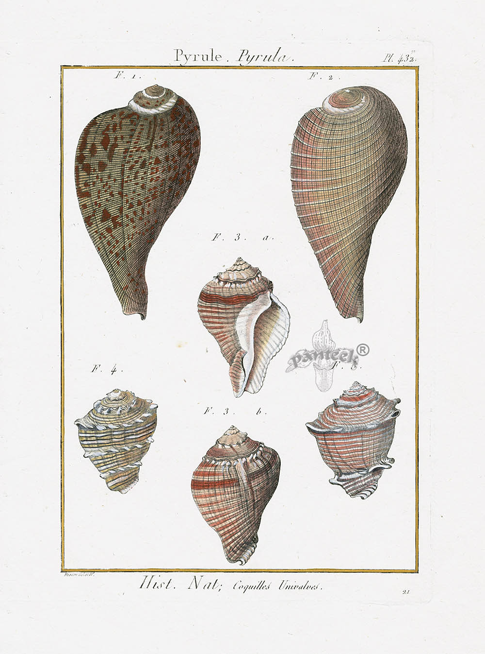 Lamarck Antique Pyrula or Fig Shells 1782