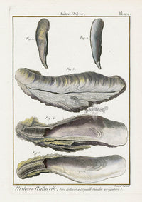 Lamarck Antique Razor Clam Shells 1782 - Panteek Antique Prints
