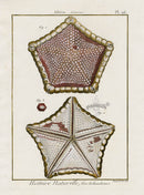 Lamarck Antique Red Pentagon Starfish 1782 - Panteek Antique Prints