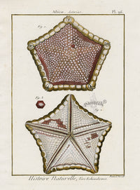 Lamarck Antique Red Pentagon Starfish 1782 - Panteek Antique Prints