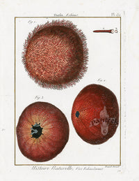 Lamarck Antique Red Sea Urchin 1782 - Panteek Antique Prints