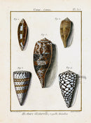 Lamarck Antique Regular Cone Shells 1782 - Panteek Antique Prints