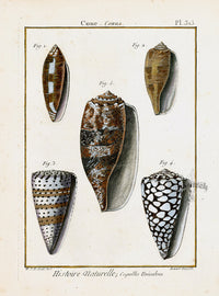 Lamarck Antique Regular Cone Shells 1782 - Panteek Antique Prints