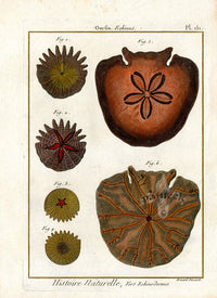 Lamarck Antique Sand Dollar 1782 - Panteek Antique Prints