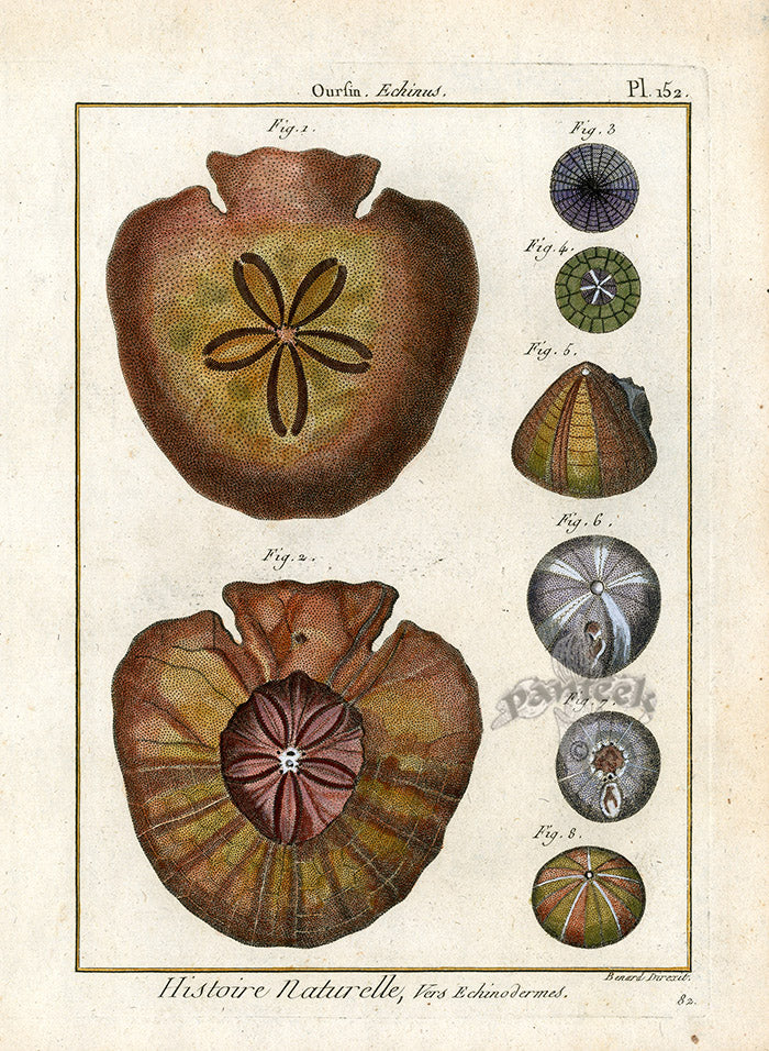 Lamarck Antique Sand Dollars 1782