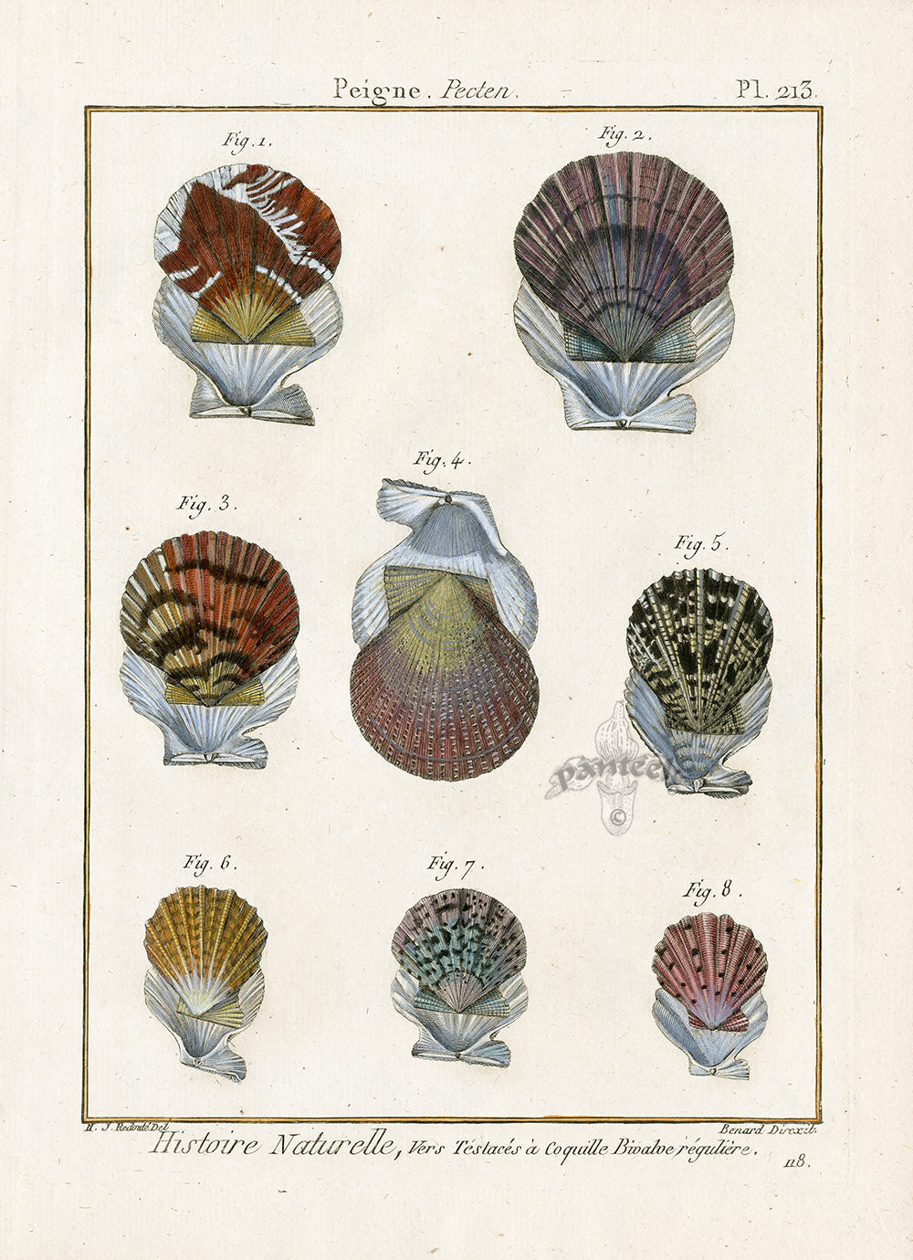 Lamarck Antique Scallop Shells 1782
