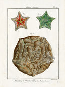 Lamarck Antique Sea Biscuit, Sea Stars 1782 - Panteek Antique Prints