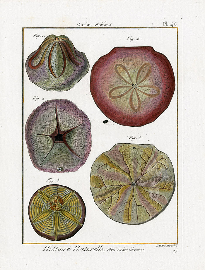 Lamarck Antique Sea Biscuits 1782