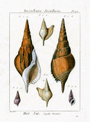 Lamarck Antique Sea Snail Shells 1782 - Panteek Antique Prints