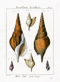 Lamarck Antique Sea Snail Shells 1782 - Panteek Antique Prints