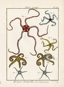 Lamarck Antique Sea Stars 1782 - Panteek Antique Prints