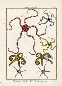 Lamarck Antique Sea Stars 1782 - Panteek Antique Prints