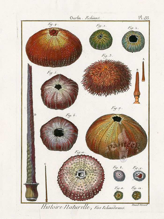 Lamarck Antique Sea Urchins 1782