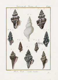Lamarck Antique Spindle Shells 1782 - Panteek Antique Prints