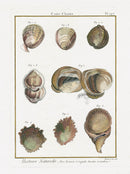 Lamarck Antique Spiny Rock Shells 1782 - Panteek Antique Prints