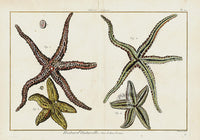 Lamarck Antique Starfish 1782 - Panteek Antique Prints