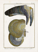 Lamarck Antique Swan Mussel Shells 1782 - Panteek Antique Prints