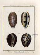 Lamarck Antique Tiger Cowry Shells 1782 - Panteek Antique Prints