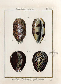 Lamarck Antique Tiger Cowry Shells 1782 - Panteek Antique Prints