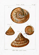 Lamarck Antique Top Snail Shells 1782 - Panteek Antique Prints