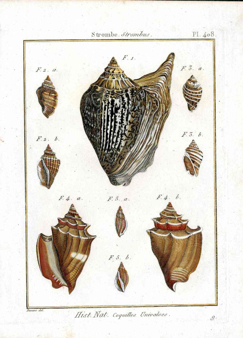 Lamarck Antique True Conch Shells 1782 | Panteek Antique Prints