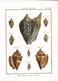 Lamarck Antique True Conch Shells 1782 - Panteek Antique Prints