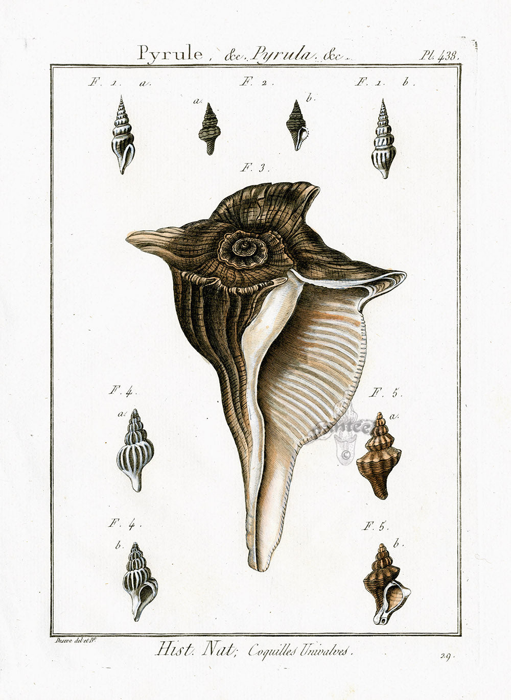Lamarck Antique Tulip Shells 1782