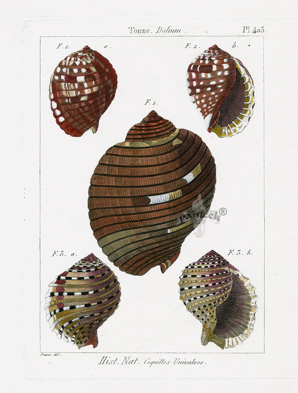 Lamarck Antique Tun Shells 1782