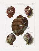Lamarck Antique Tun Shells 1782 - Panteek Antique Prints