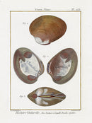 Lamarck Antique Venus Shells 1782 - Panteek Antique Prints