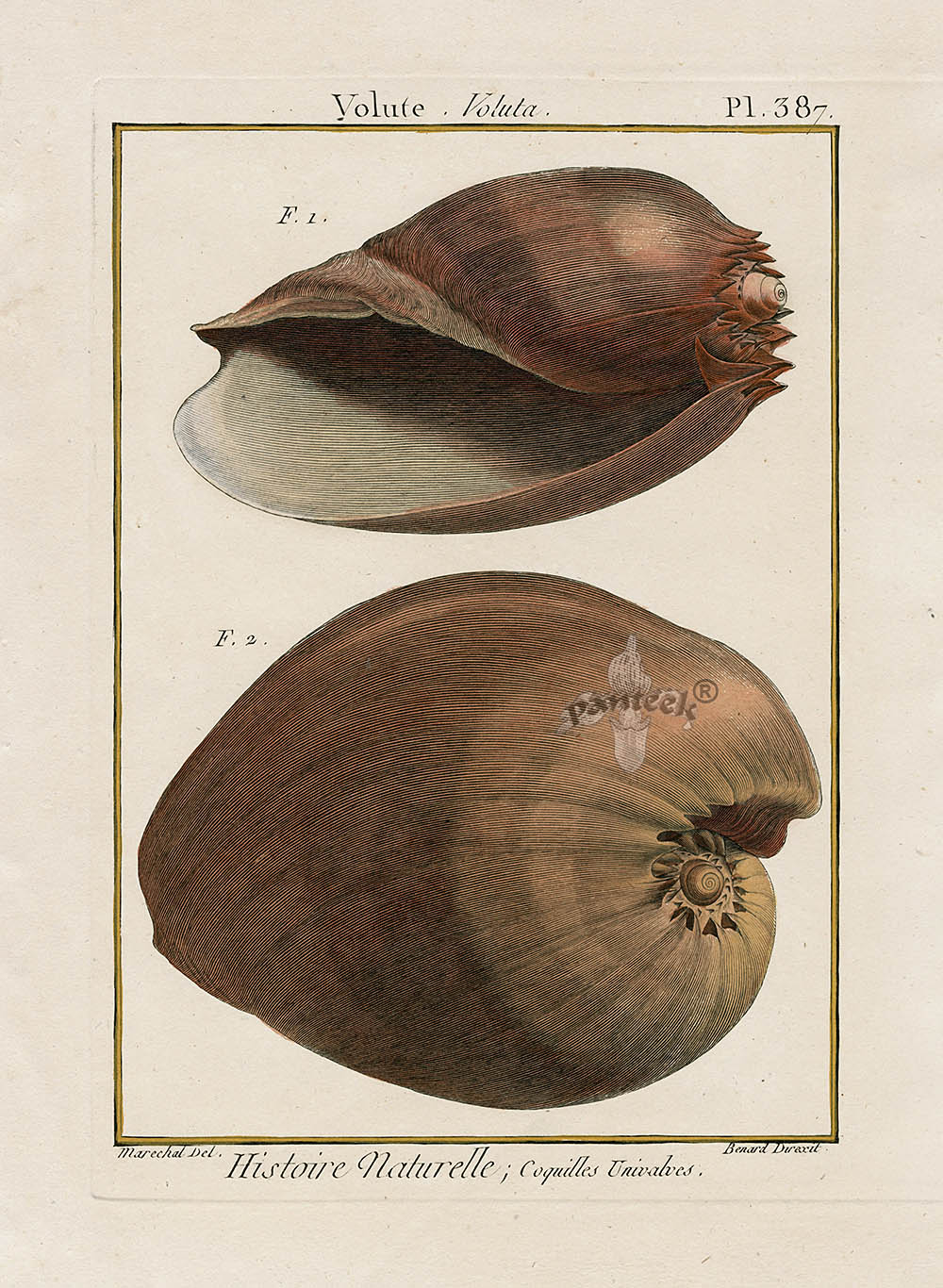 Lamarck Antique Volute Shells 1782