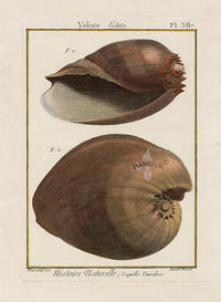 Lamarck Antique Volute Shells 1782 - Panteek Antique Prints