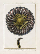 Lamarck Antique Yellow, Pink Common Sunstar 1782 - Panteek Antique Prints