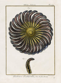 Lamarck Antique Yellow, Pink Common Sunstar 1782 - Panteek Antique Prints