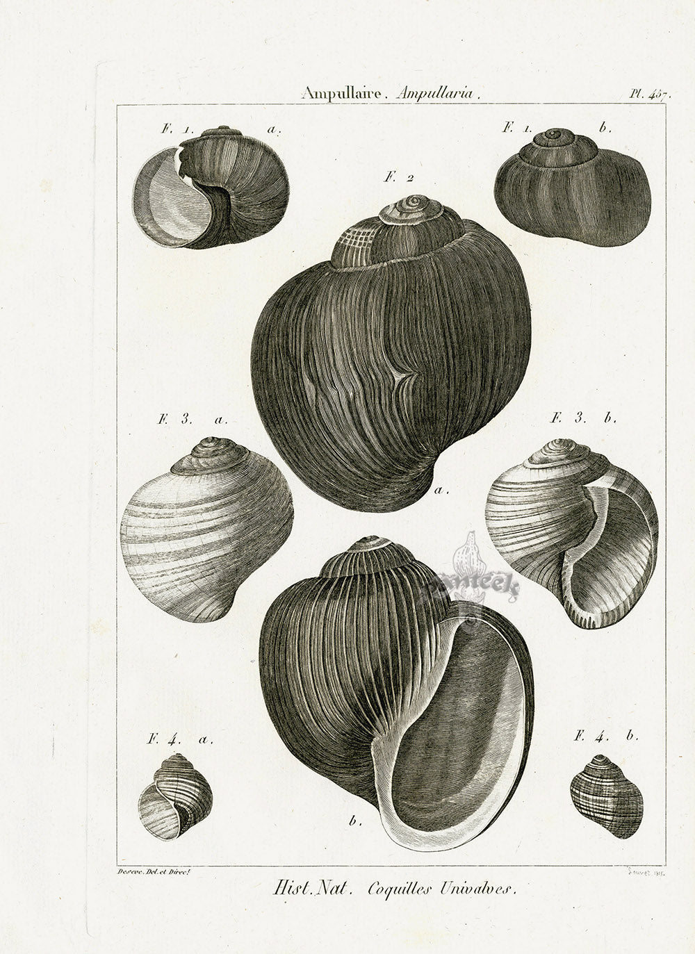 Lamarck Black and White Ampullaria Shells 1757