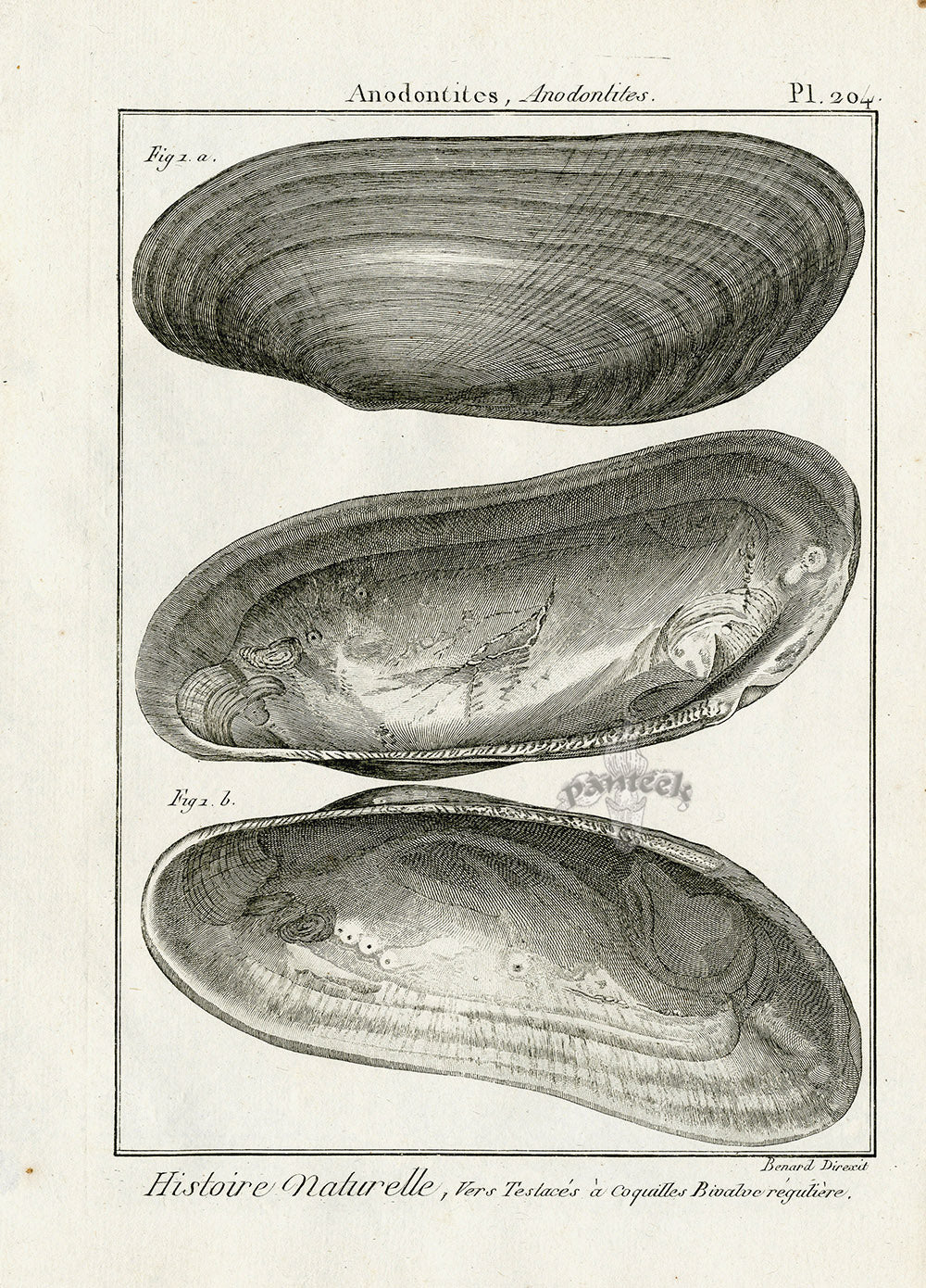 Lamarck Black and White Anodontoides Shells 1757