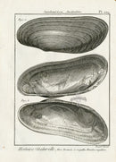 Lamarck Black and White Anodontoides Shells 1757 - Panteek Antique Prints
