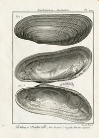 Lamarck Black and White Anodontoides Shells 1757 - Panteek Antique Prints